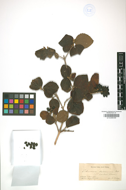 LE 01009369
