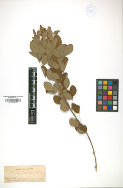 LE 01009370