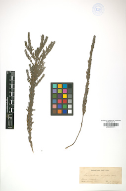 LE 01009371