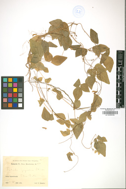 LE 01009381