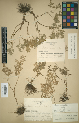 LE 01009804