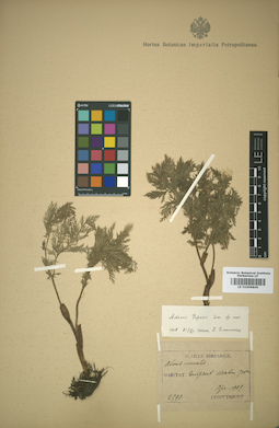 LE 01009806