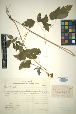 LE 01009809