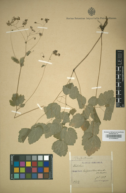 LE 01009810