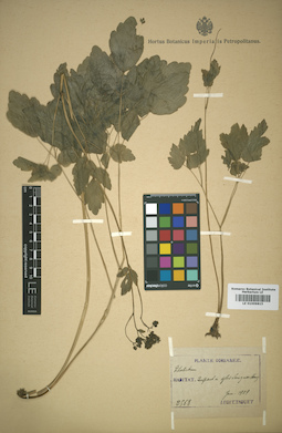 LE 01009815