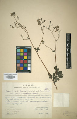 LE 01009818