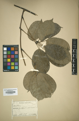 LE 01009832