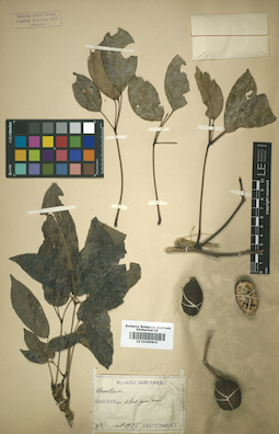 LE 01009833