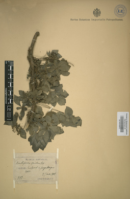 LE 01013572