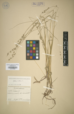 LE 01015506