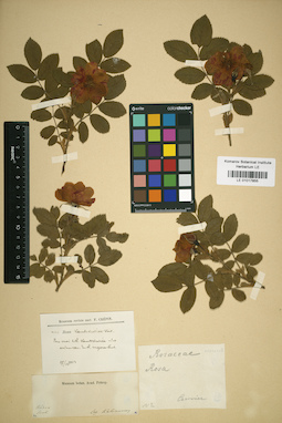 LE 01017855