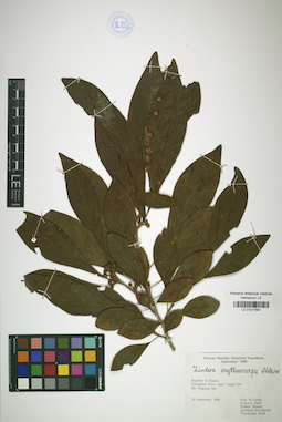 LE 01017891