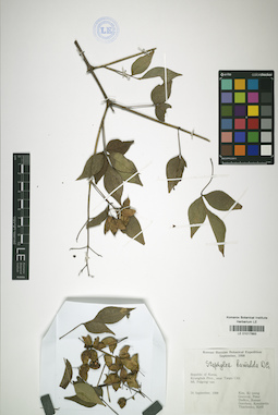 LE 01017893