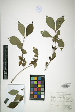 LE 01017894