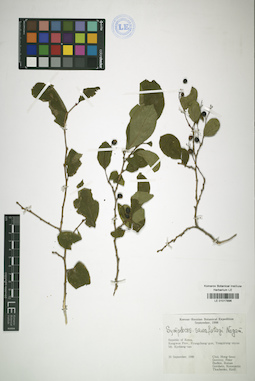 LE 01017896