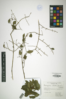 LE 01017897