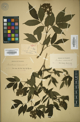 LE 01025067