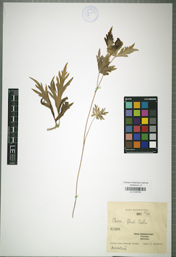 LE 01025784