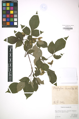 LE 01026801