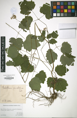 LE 01026803