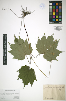 LE 01026804