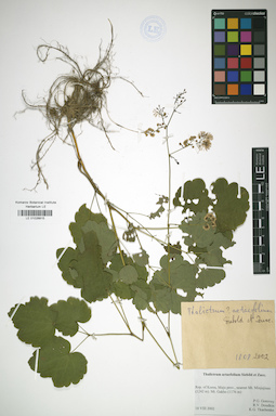 LE 01026815