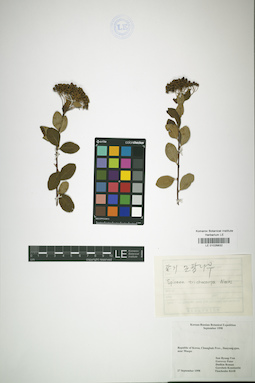 LE 01026832