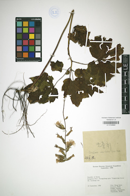 LE 01026880