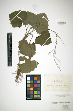 LE 01026896