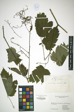 LE 01026897