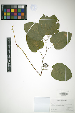 LE 01031003