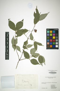 LE 01031015