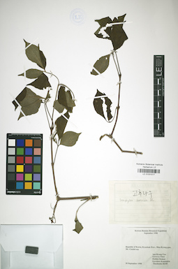 LE 01031017