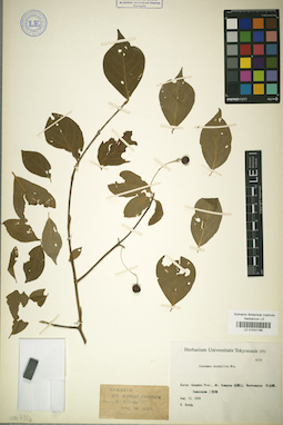 LE 01031195
