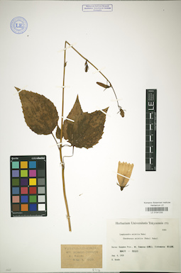 LE 01041233