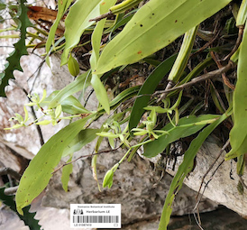 LE 01087410