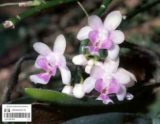 LE 01087434