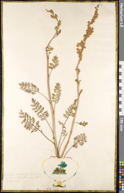 LE 01091035