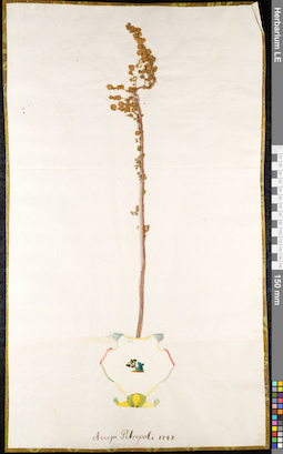 LE 01091036