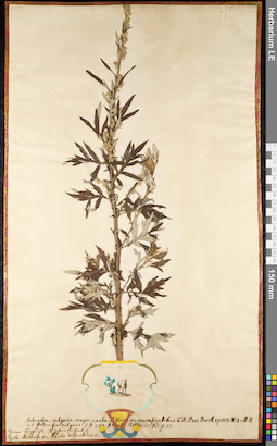 LE 01091038