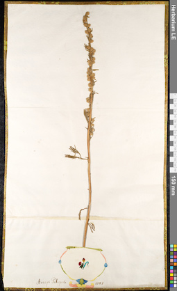 LE 01091043