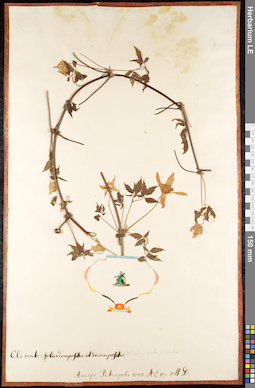 LE 01091049