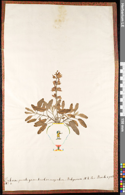 LE 01091064