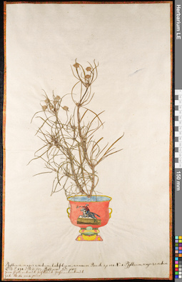 LE 01091084