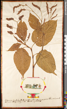 LE 01091087