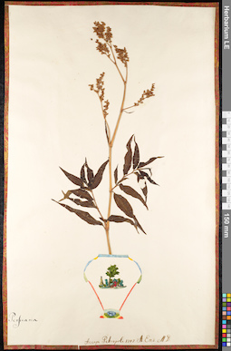 LE 01091096
