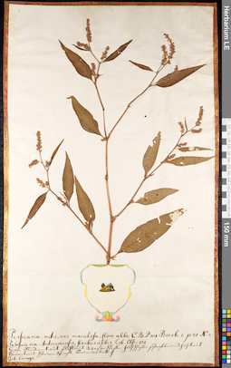 LE 01091098