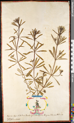 LE 01091246