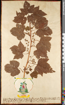 LE 01091279