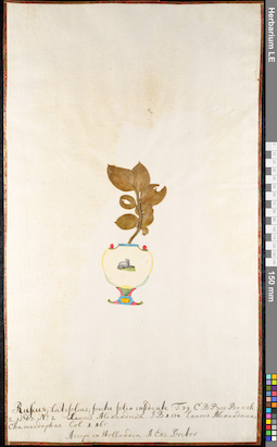 LE 01091295